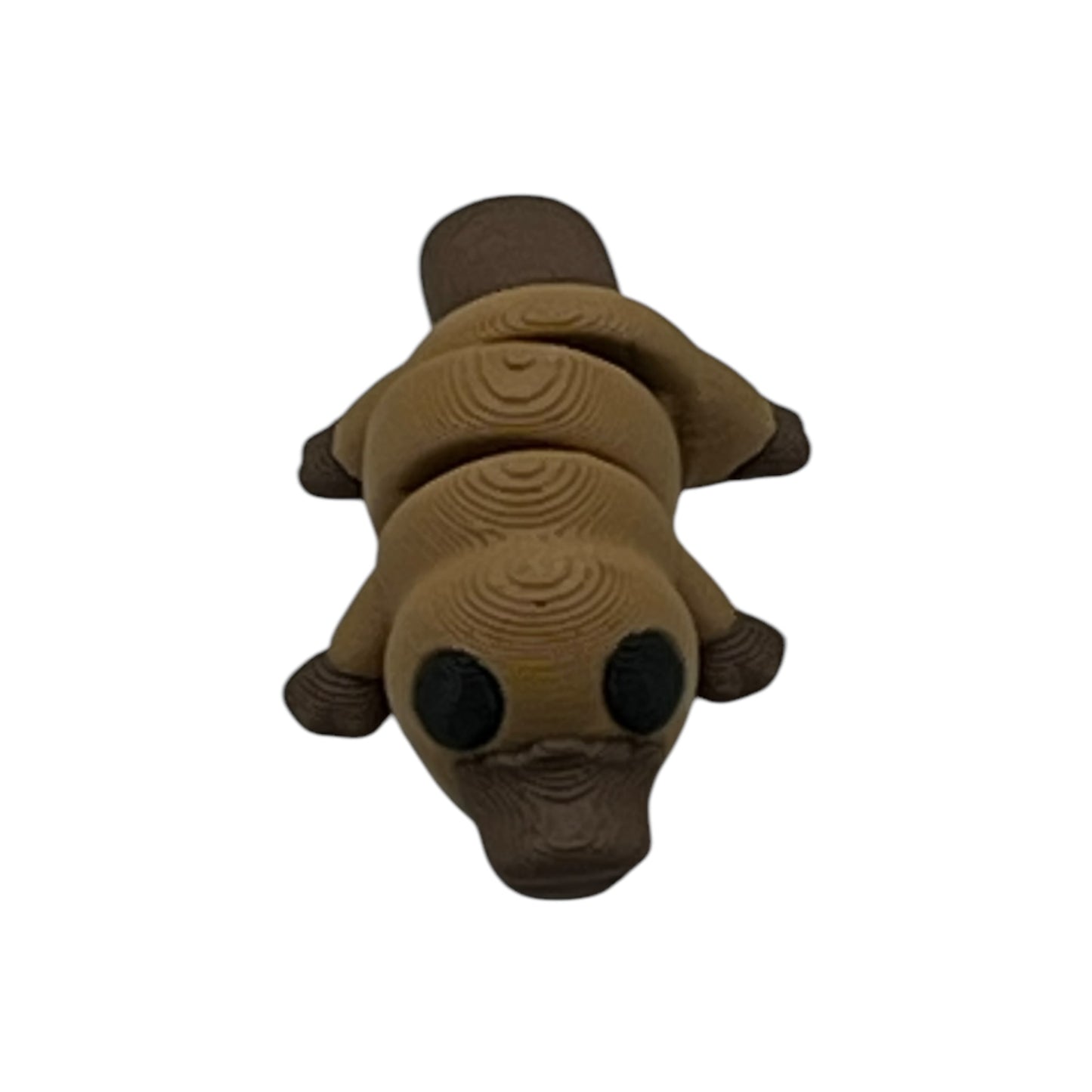 Baby Platypus